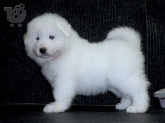 Πώληση κουτάβια Samoyed.
