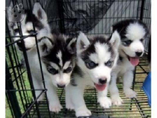 Όμορφα κουτάβια σιβηρίας Husky