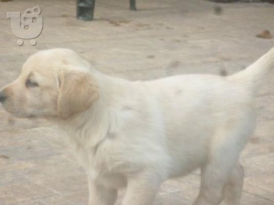 LABRADOR
