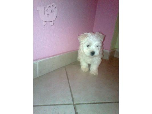 maltese mini