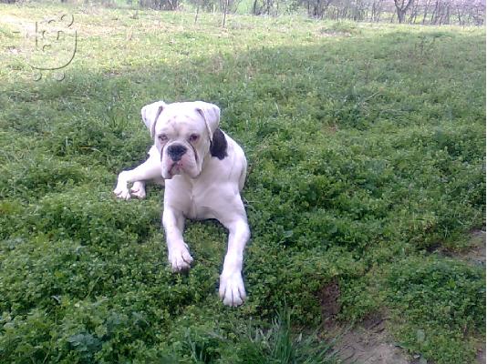 ZHTEITAI  ΘΗΛΥΚΟ BOXER ΓΙΑ ΖΕΥΓΑΡΩΜΑ