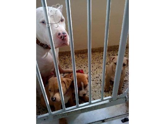 ΚΑΘΑΡΟΑΙΜΑ ΚΟΥΤΑΒΙΑ PITBULL