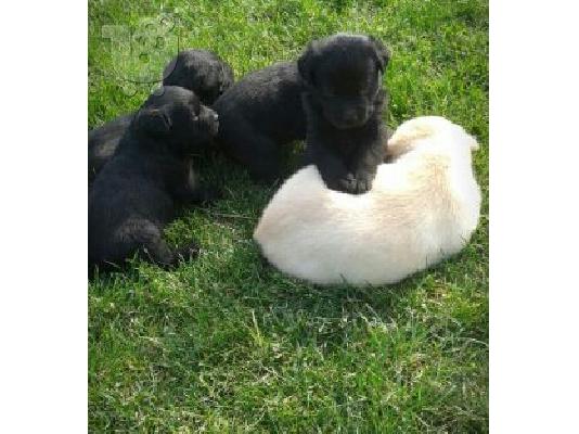 labrador
