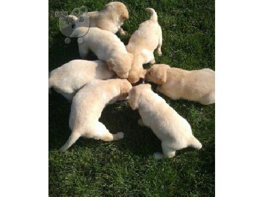 labrador