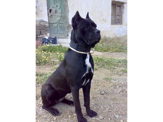 Γέννα Cane Corso. Πωλούνται κουτάβια