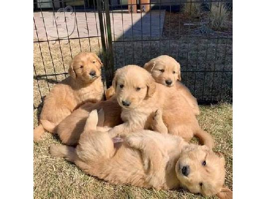 PoulaTo: Εξαιρετικά κουτάβια Golden Retriever