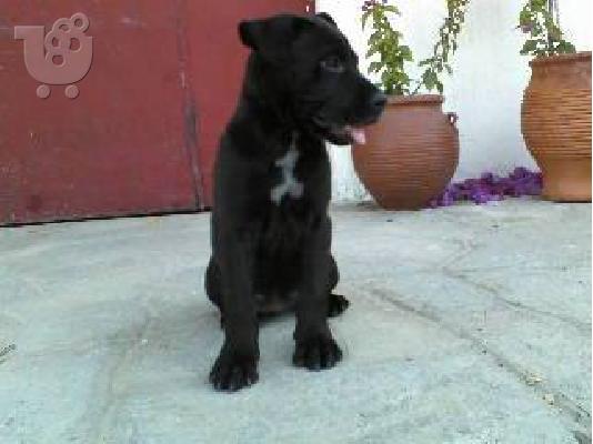 ΠΩΛΟΥΝΤΑΙ ΚΑΘΑΡΟΑΙΜΑ ΚΟΥΤΑΒΙΑ PITBULL