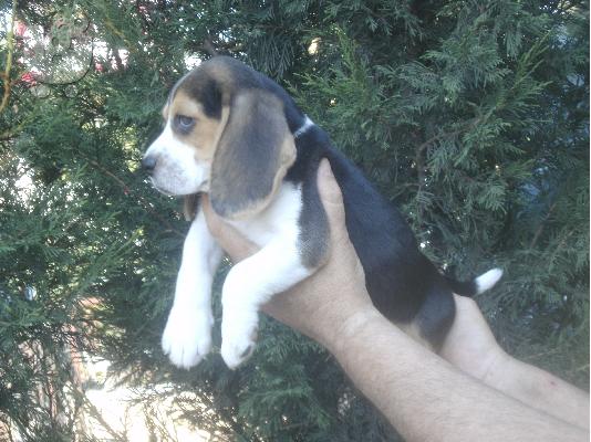 beagle