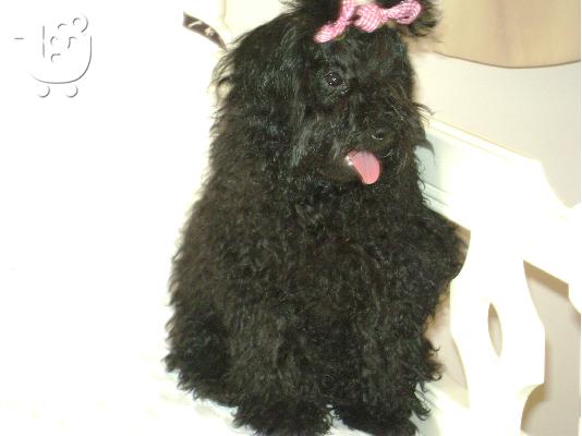 PoulaTo: caniche poodle