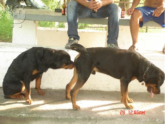 ROTTWEILER