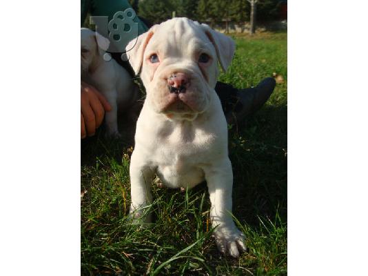 boxer ( λευκό αρσενικό)