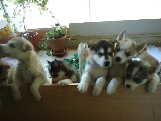 Siberian husky κουτάβια