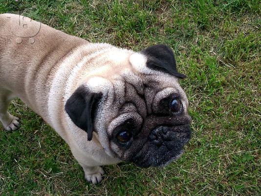 pug mops