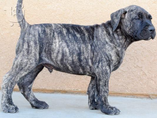Presa Canario - Πρέσα Κανάριο
