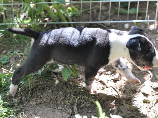 Αγγλικά Bull Terrier