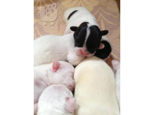 french bulldog puppies