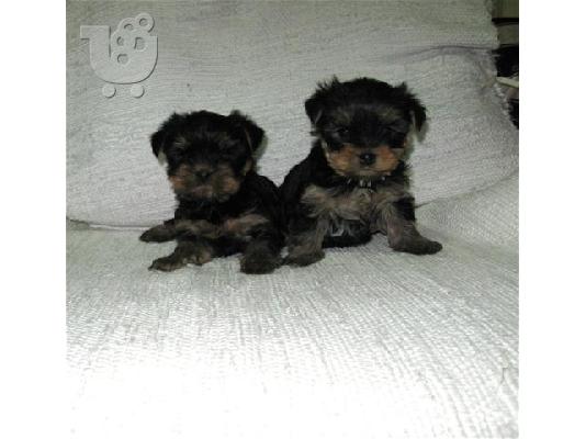 PoulaTo: Cocker Spaniel καθαροαιμα ΚΡΗΤΗ