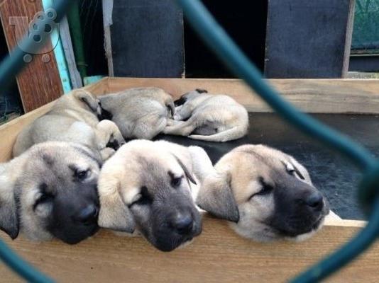 KANGAL