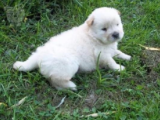 chow chow κουτάβι