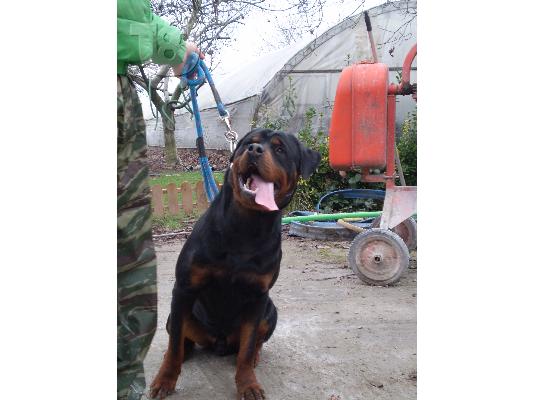 πωλουνται κουταβια rottweiler
