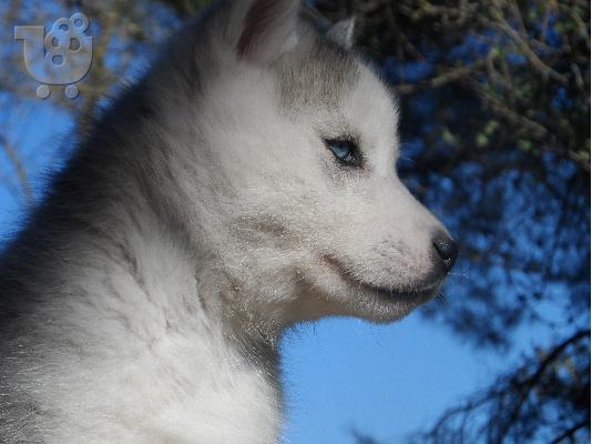 Seberian Husky