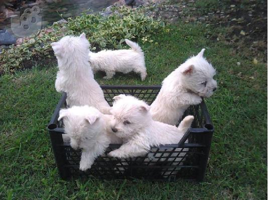 PoulaTo: WEST HIGHLAND TERRIER