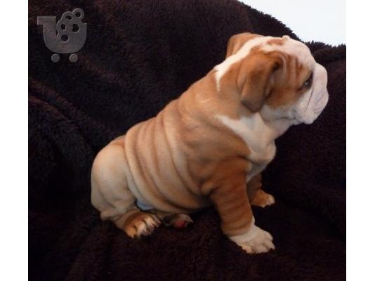 Κουτάβια English Bull Dog Προς Πώληση