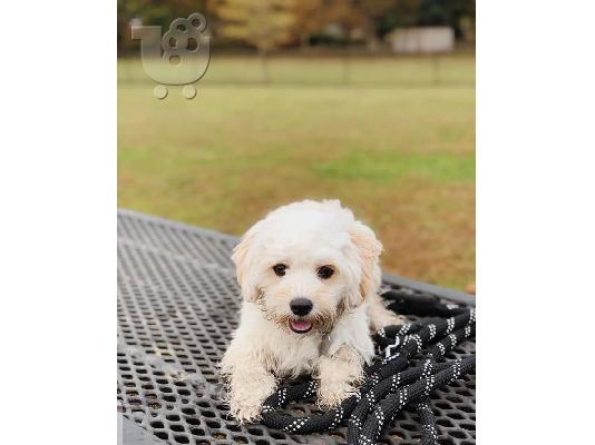 PoulaTo: Όμορφο όμορφο Cavachon