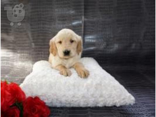 PoulaTo: X μάζα τεριέ Golden Retriever
