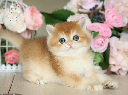 PoulaTo: British Shorthair Kittens Ready To Go