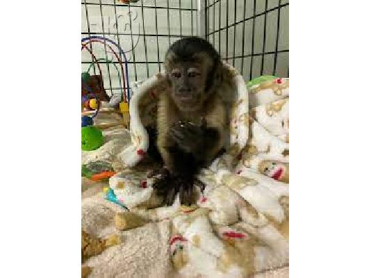 PoulaTo: aby Marmoset kai Capuchin píthikoi Diathésimoi