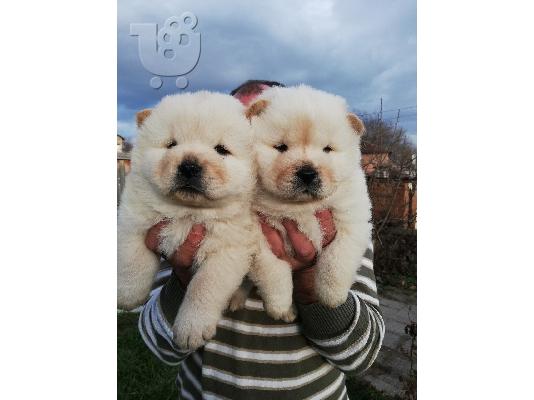 PoulaTo: Διατίθενται μωρά Chow Chow