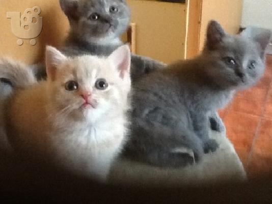 PoulaTo: γατάκια British Shorthair