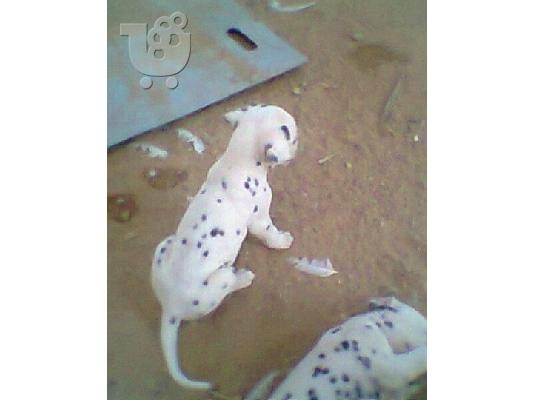 Dalmatian