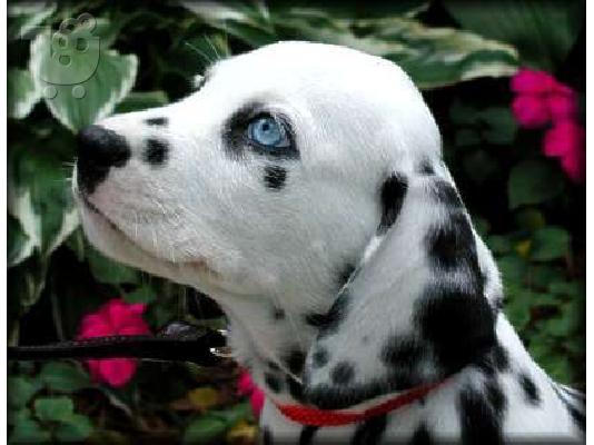 Dalmatian κουτάβια προς πώληση
