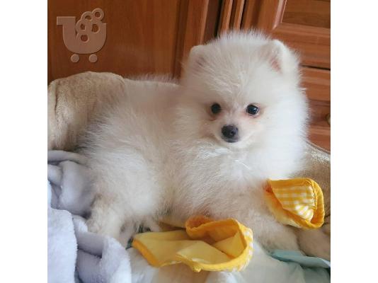 PoulaTo: Πολύτιμα κουτάβια Pomeranian