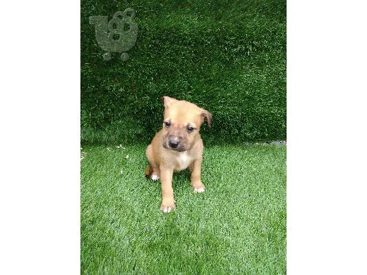 PoulaTo: Jack Russell terrier puppy for sale