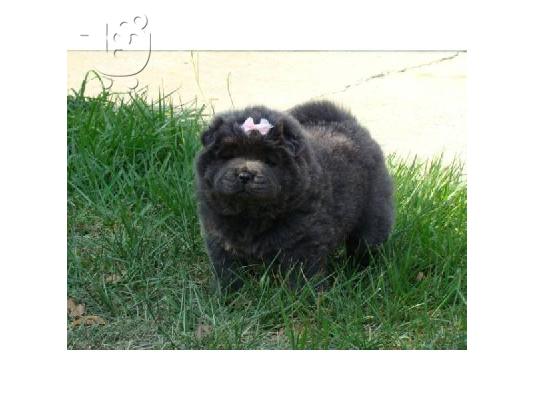 PoulaTo: Σούπερ Adorable Chow Chow κουτάβια