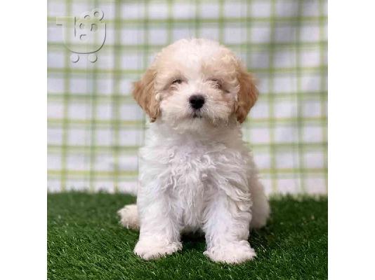 PoulaTo: Maltipoo