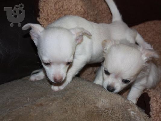 PoulaTo: Lovely Chihuahua Puppies for Sale,