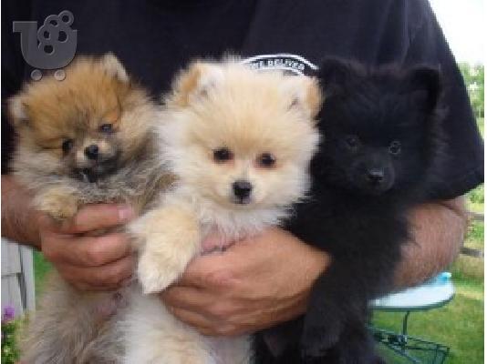 PoulaTo: Όμορφη Καθαρόαιμα κουτάβια Pomeranian