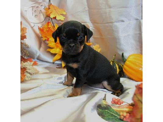 PoulaTo: αξιολάτρευτο κουτάβι pinscher