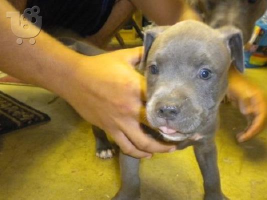 PoulaTo: Bull Terrier κουτάβι