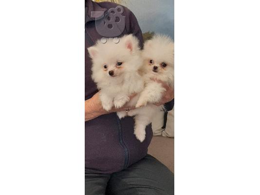 PoulaTo: λευκό μίνι πομεράνια  /  pomeranian mini
