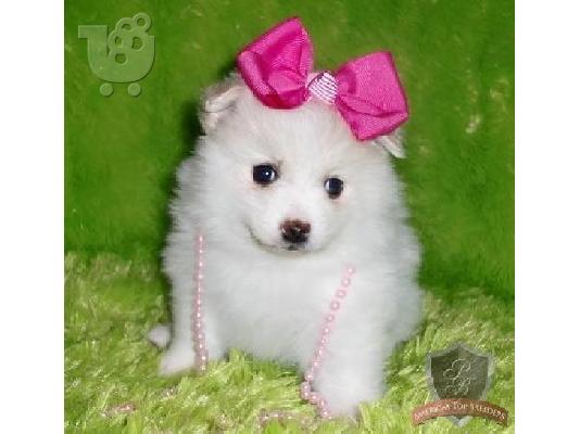 Pomeranian κουτάβια