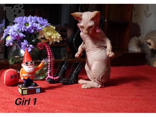Όμορφα γατάκια Sphynx