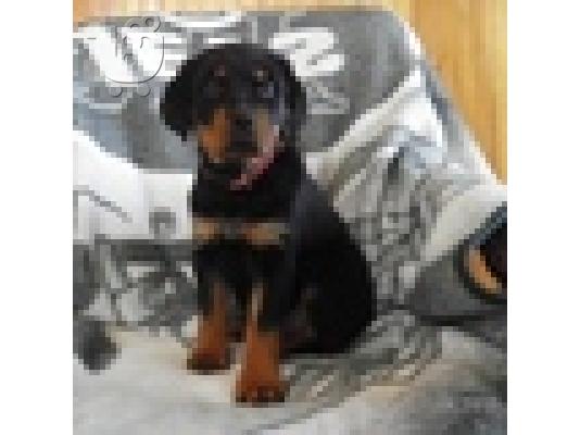 PoulaTo: Rottweiler  κουτάβι