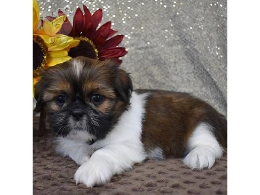 PoulaTo: Shih Tzu σκυλιά