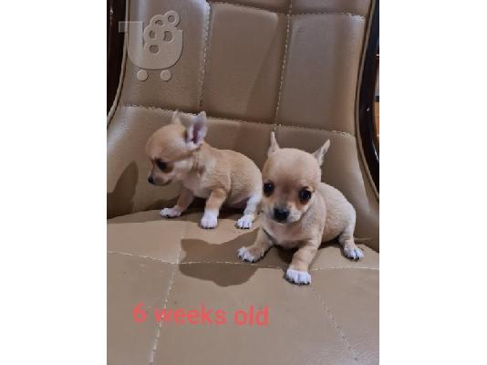 PoulaTo: Adorable Chihuahua Puppies