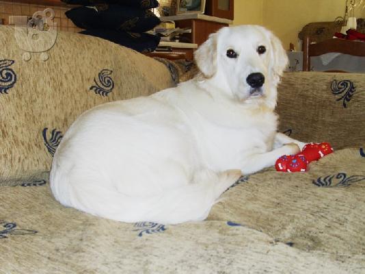 GOLDEN RETRIEVER ΚΟΥΤΑΒΙΑ